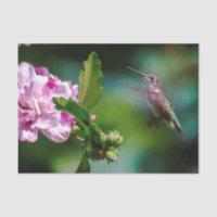 Colibri à gorge rubis - Photo originale