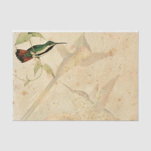Papier Mousseline Colibri élégant (Recto)