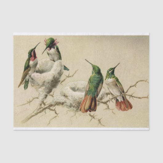 Papier Mousseline Colibris colorés avec nid, Hector Giacomelli (Recto)