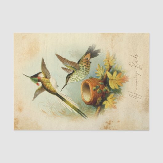 Papier Mousseline Colibris élégants (Recto)