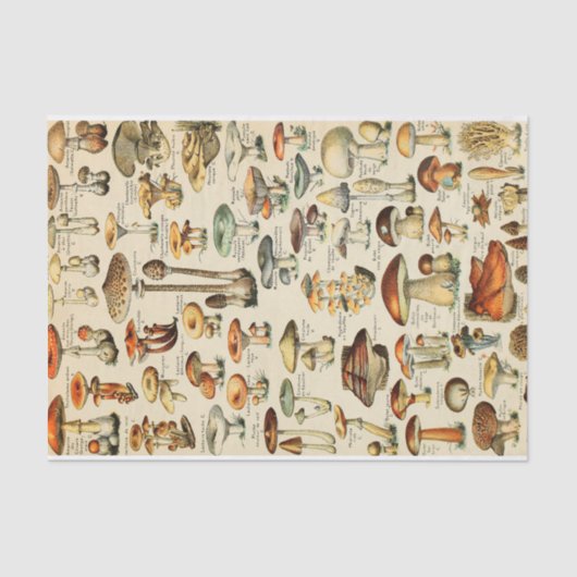 Papier Mousseline Collection de champignons Papier de tissus (Recto)