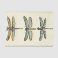 Collection de libellules par Chariklia Zarris