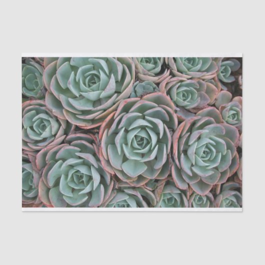 Papier Mousseline Collection de succulents de brassage (Recto)