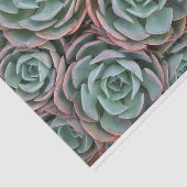 Papier Mousseline Collection de succulents de brassage (Détail)