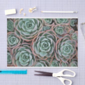 Papier Mousseline Collection de succulents de brassage (Artisanat)