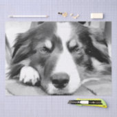 PAPIER MOUSSELINE COLLIE FRONTALIÈRE (Artisanat)