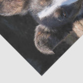 PAPIER MOUSSELINE COLLIE FRONTALIÈRE (Détail)