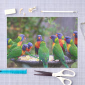 Papier Mousseline Colorful Rainbow Lorikeet Parrots Eating (Artisanat)