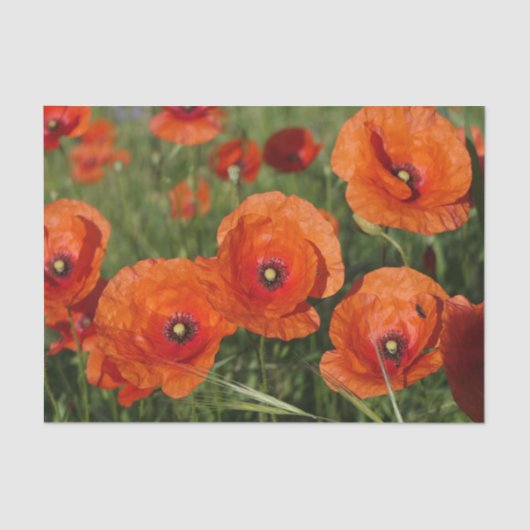 Papier Mousseline Common Poppies  (Recto)