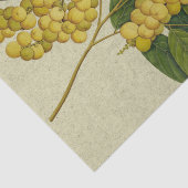 Papier Mousseline Copie botanique Lanzones (Détail)