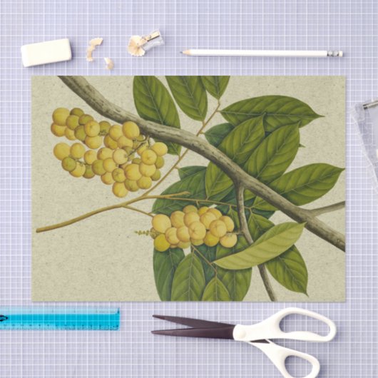 Papier Mousseline Copie botanique Lanzones (Artisanat)