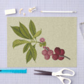 Papier Mousseline Copie botanique rose d'Apple (Artisanat)