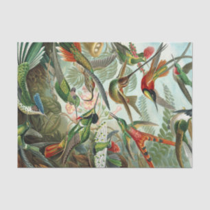 Papier Mousseline Copie d'art d'Ernst Haeckel : Trochilidae