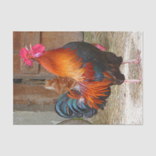 Papier Mousseline Coq de rouge d'île de Rhode rappelant dans la