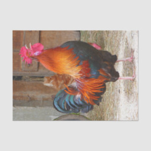 Papier Mousseline Coq de rouge d'île de Rhode rappelant dans la