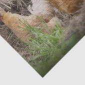 Papier Mousseline Coq et poules (Détail)