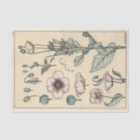 Coquelicot, série de botanique d'Eugene Grasset