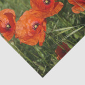 Papier Mousseline Coquelicots communs (Détail)