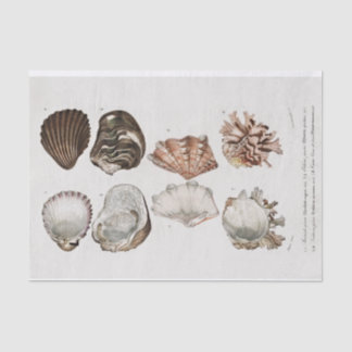 Papier Mousseline Coquillage côtier vintage