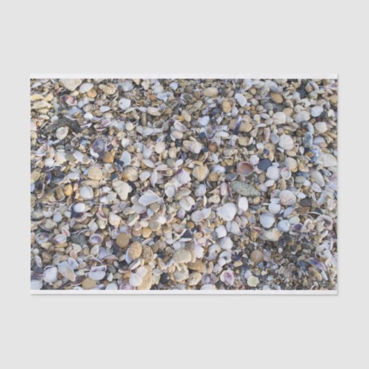 Papier Mousseline Coquillages (Recto)