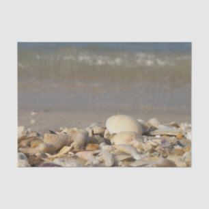 Papier Mousseline coquilles, plage, eau, sable, mer, maritime, photo