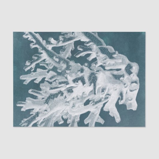 Papier Mousseline Corail azur I (Recto)