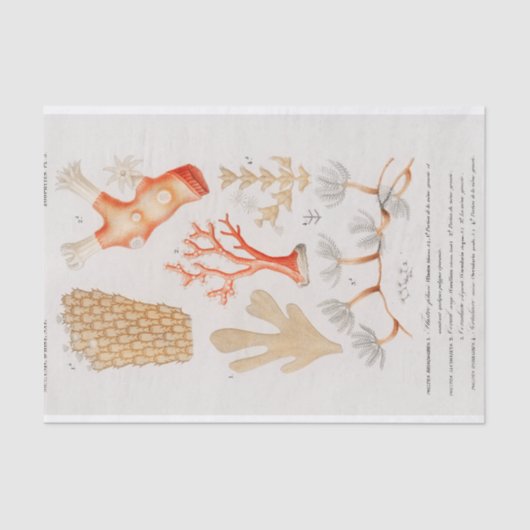 Papier Mousseline corail côtier aquarelle (Recto)