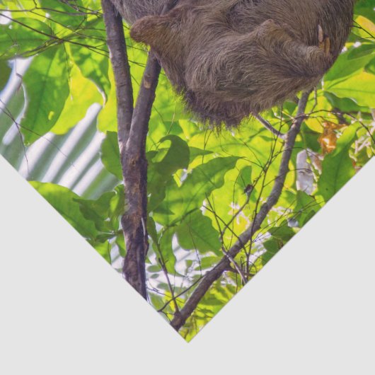 Papier Mousseline Costa Rica - Happy Lazy Sloth, Antonio Manuel NP (Détail)