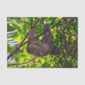 Papier Mousseline Costa Rica - Happy Lazy Sloth, Antonio Manuel NP (Recto)