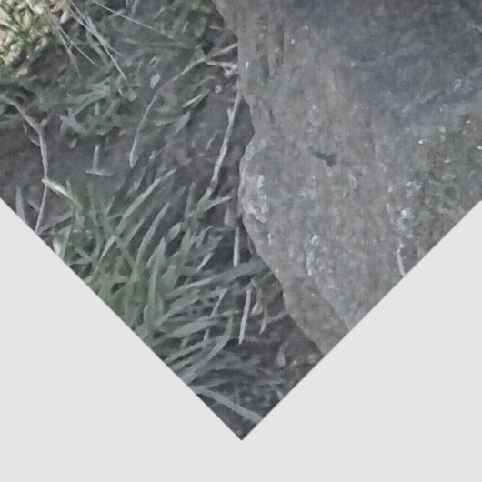 PAPIER MOUSSELINE COUPER OTTER (Détail)