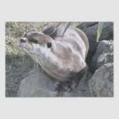 PAPIER MOUSSELINE COUPER OTTER (Recto)