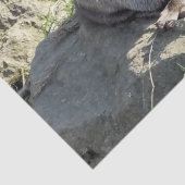 PAPIER MOUSSELINE COUPER OTTER (Détail)