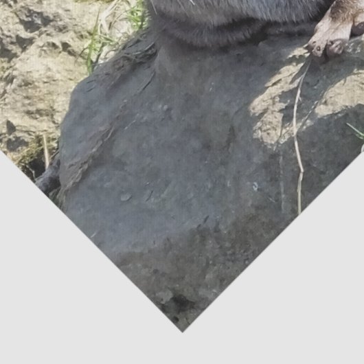 PAPIER MOUSSELINE COUPER OTTER (Détail)