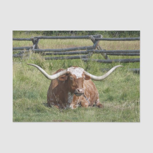 Papier Mousseline Cow Texas Longhorn Photo (Recto)