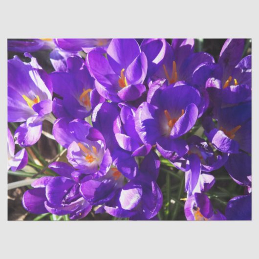 PAPIER MOUSSELINE CROCUS DE PRINTEMPS (Recto)
