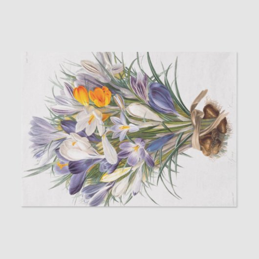Papier Mousseline Crocus Spring Flower Botanique Floral Art (Recto)