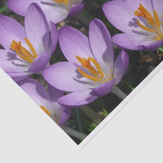 Papier Mousseline Crocus violets ensoleillés (Détail)