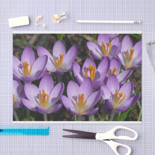 Papier Mousseline Crocus violets ensoleillés (Artisanat)