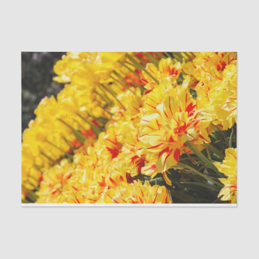 Papier Mousseline Croissance en or (Recto)