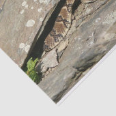 Papier Mousseline Crotale dans le parc national de Shenandoah (Détail)