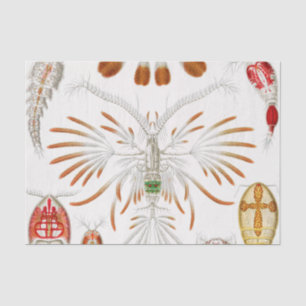 Papier Mousseline Crustacés de la vie marine, Copepoda par Ernst Hae