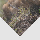 Papier Mousseline Cubs de lions africains sauvages (Détail)