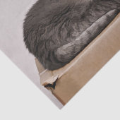 Papier Mousseline Cuisine Grise Tabby Chat Dormant Sur Une Boîte (Détail)