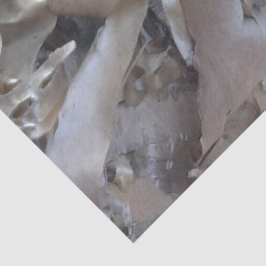 Papier Mousseline Curly Birch Bark Tree Rustic (Détail)