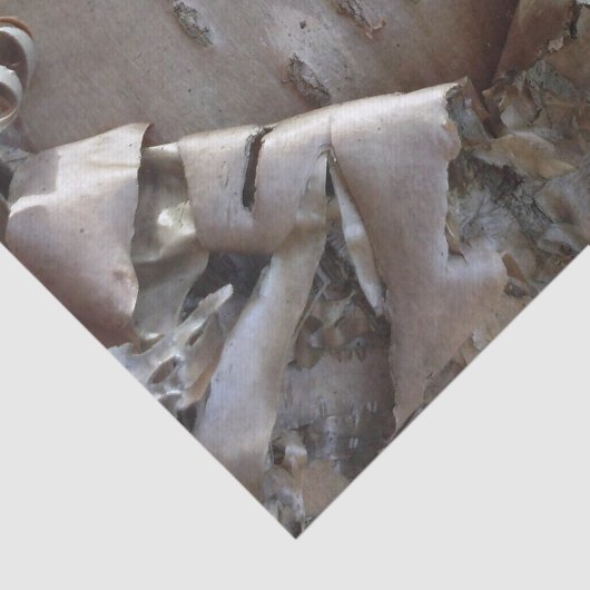 Papier Mousseline Curly Birch Bark Tree Rustic (Détail)