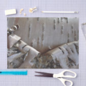 Papier Mousseline Curly Birch Bark Tree Rustic (Artisanat)