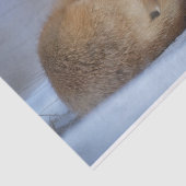 Papier Mousseline Cute Little Fox Curling Up Winter Photo (Détail)