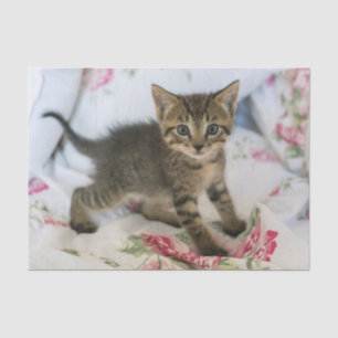 Papier Mousseline Cute Tabby Kitten À L'Air Surpris