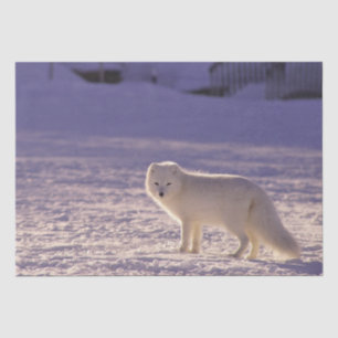 Papier Mousseline Cute White Arctic Fox neige hiver Photographie