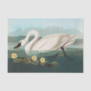 Papier Mousseline cygne audubon cygnes d'eau blanche